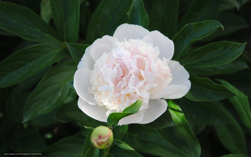 White Peony Flower — Serene, Summer, Photograph, Green Leaves