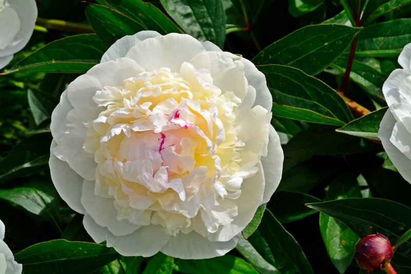White Peony Flower — Serene, Summer, Photograph