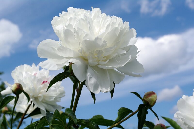 White Peony Flower — Serene, Summer