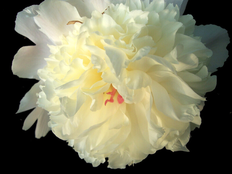 White Peony Flower — Serene