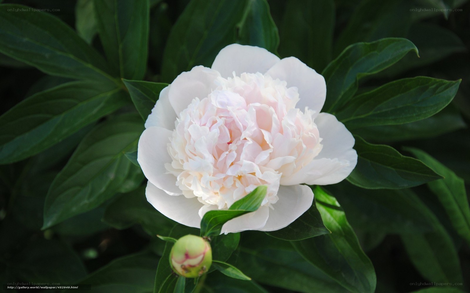 white peony flower