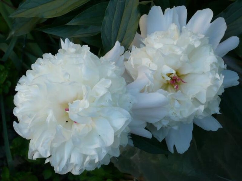 White Peony Flowers — Calm