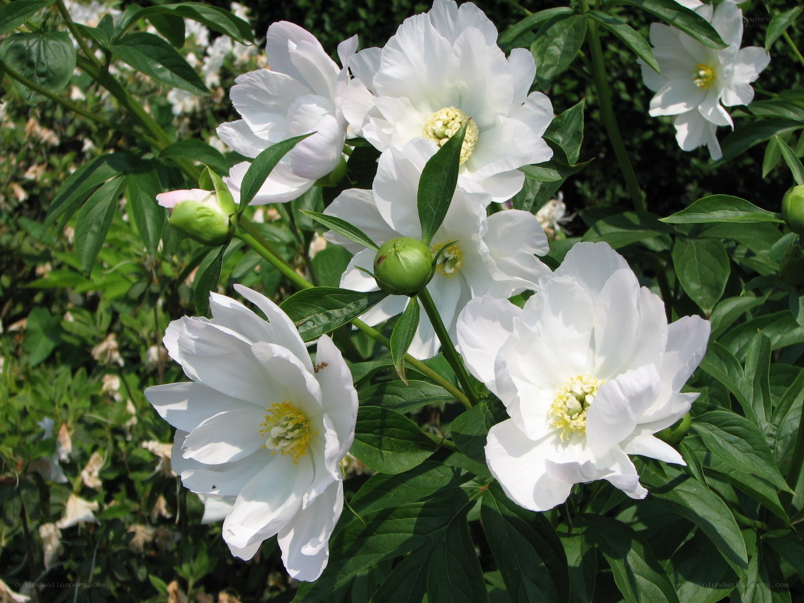 White peony flowers in bloom
