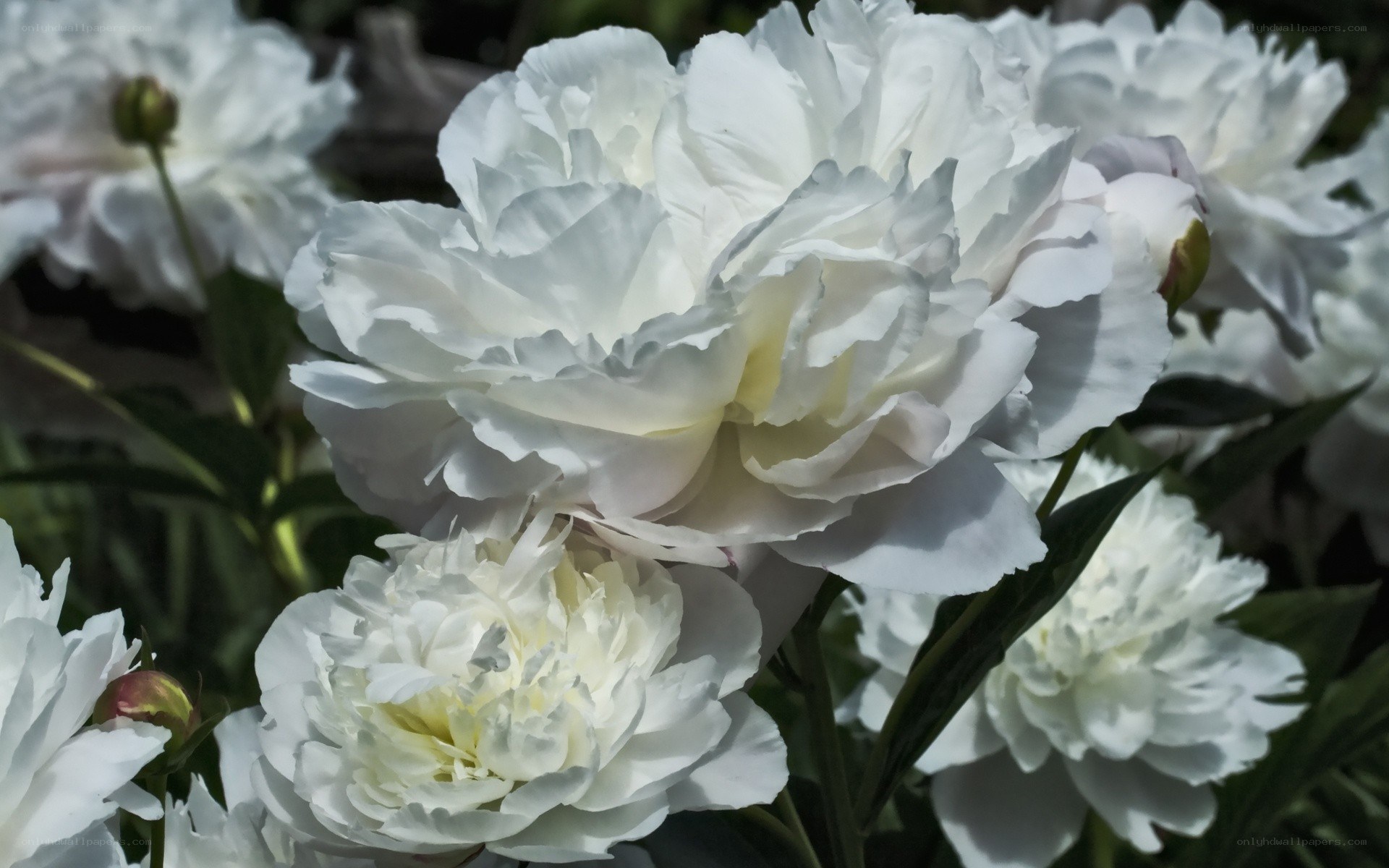 White peony flowers in bloom