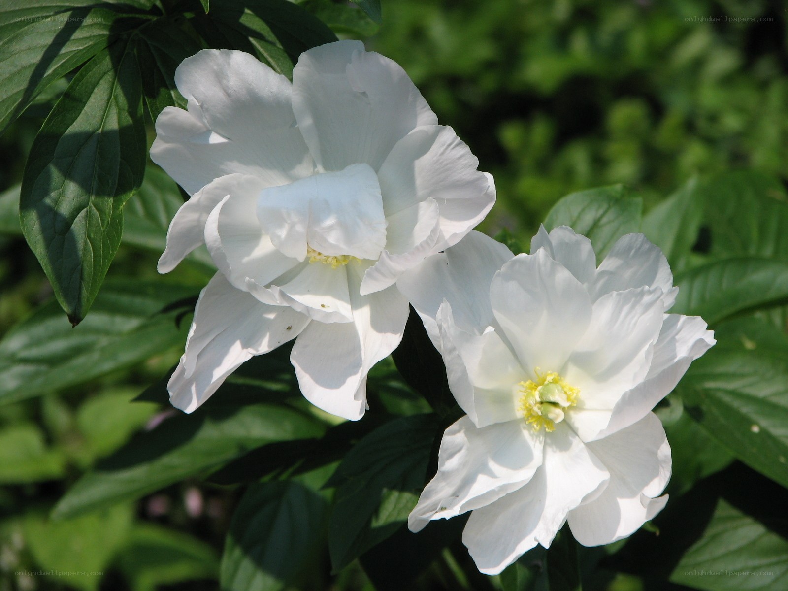 White peony flowers in bloom