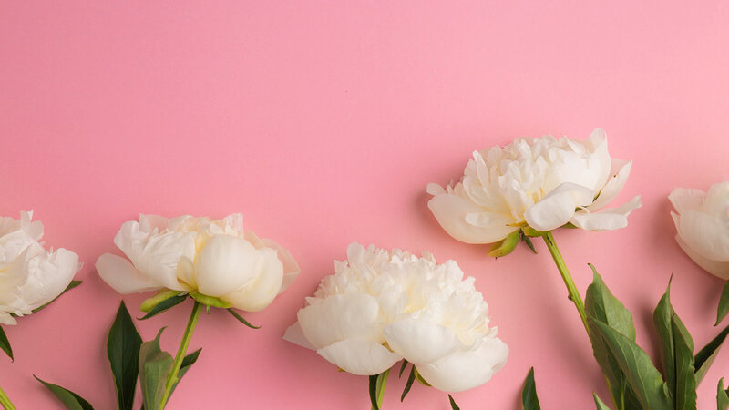 White Peony Flowers — Pink