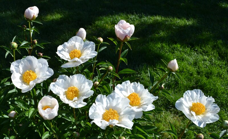 White Peony Flowers — Serene, Afternoon, Photograph, Green Leaves