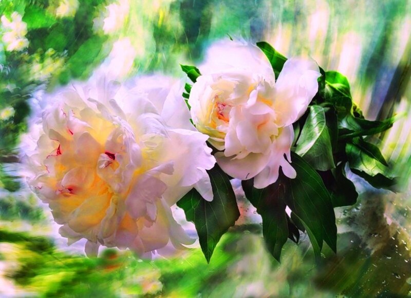 White Peony Flowers — Serene, Afternoon