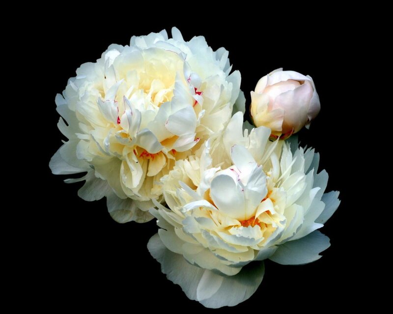 White Peony Flowers — Serene, Photograph, Flower Bud