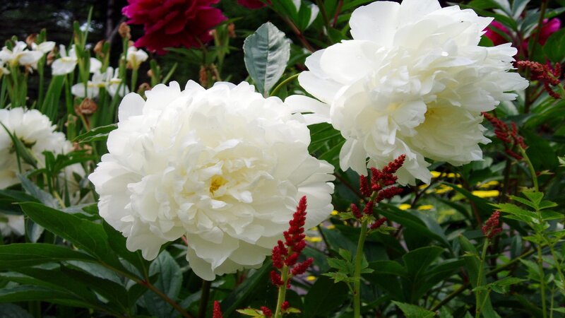White Peony Flowers — Serene, Summer, Photograph