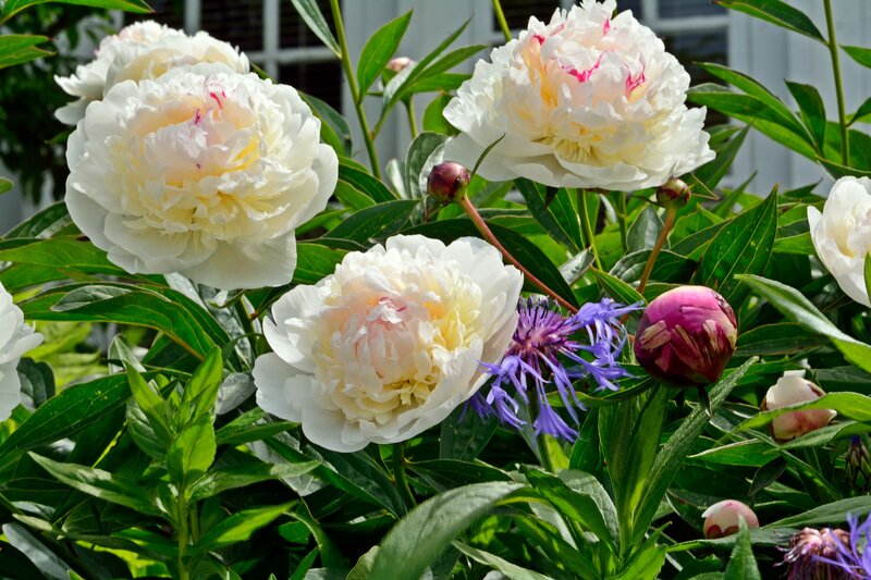 White Peony Flowers — Serene, Summer