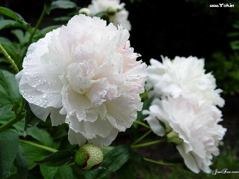 White Peony Flowers — Serene