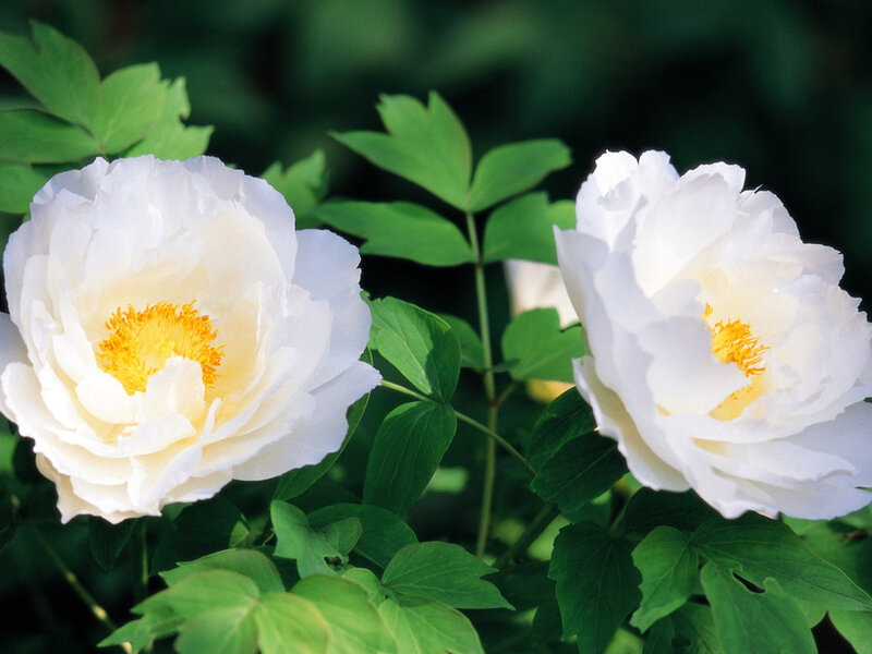 White Peony Flowers