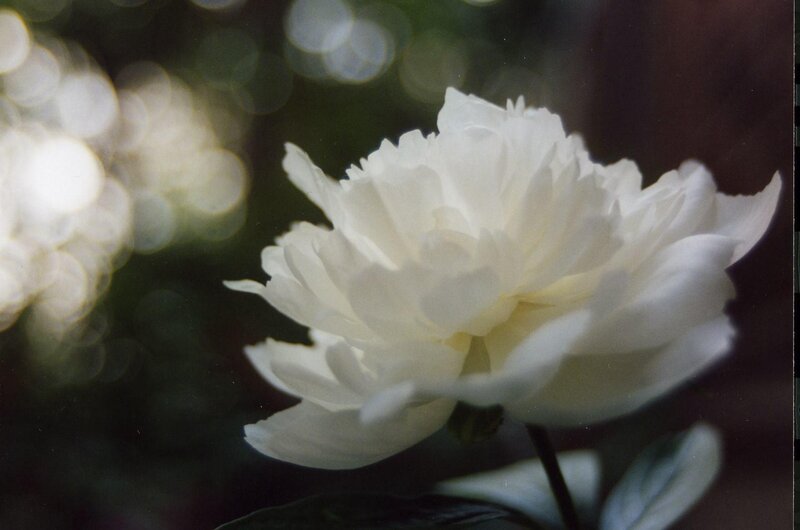 white peony in soft light