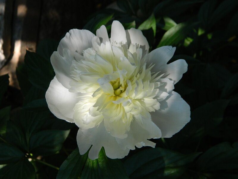 White peony in sunlight
