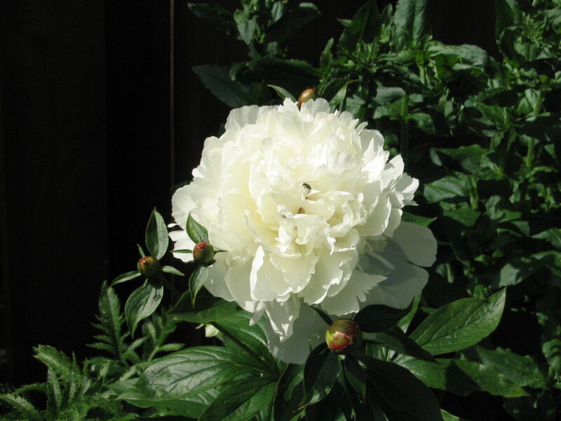 White peony in sunlight