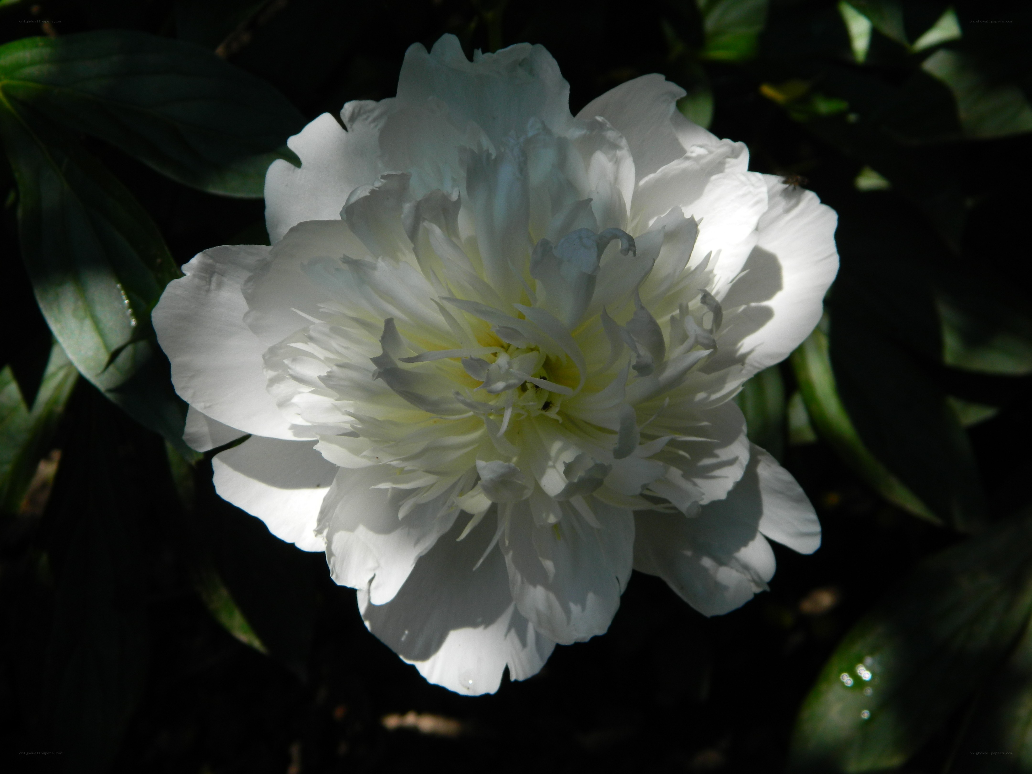 White peony in sunlight
