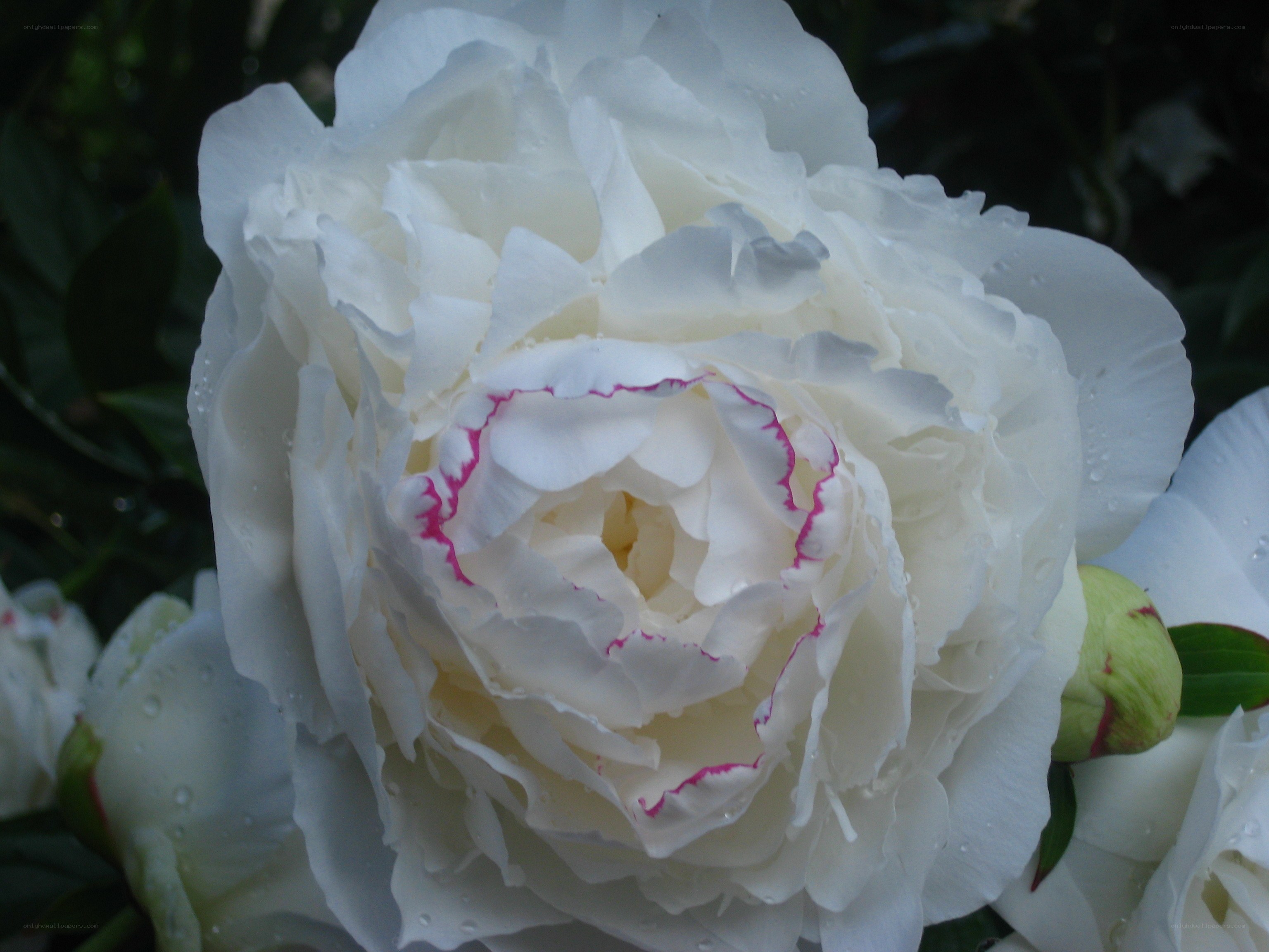 White peony with pink edges