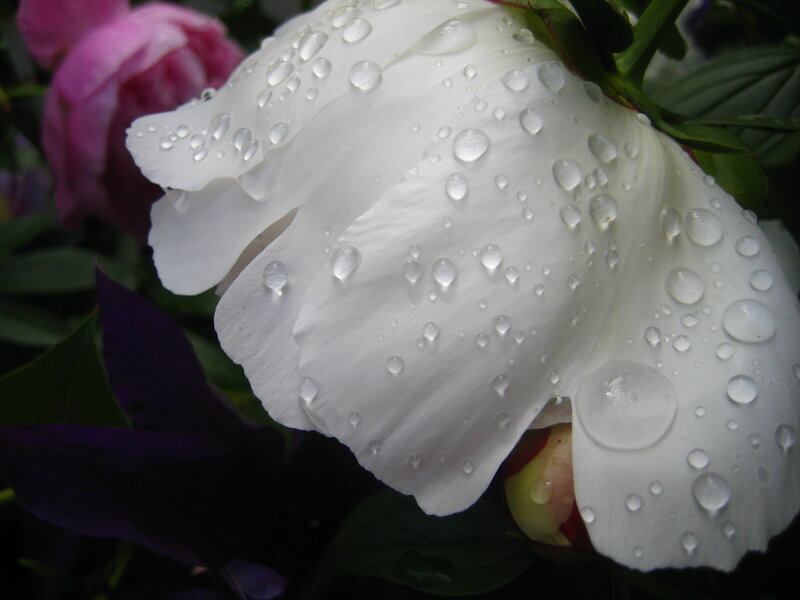 White peony with water droplets