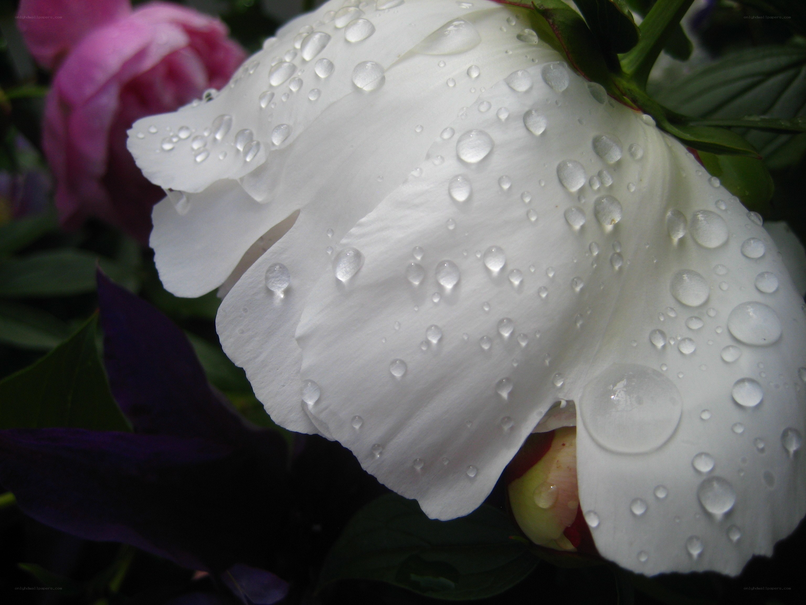 White peony with water droplets