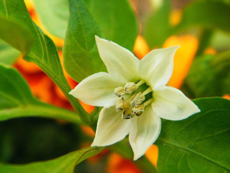 White Pepper Flower