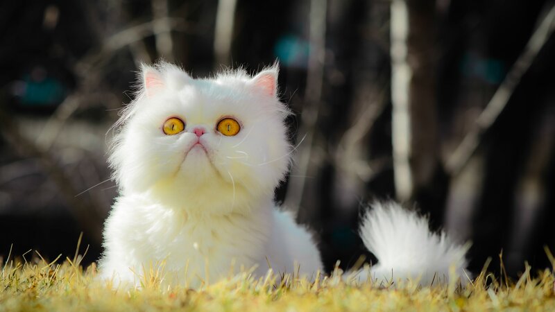 White Persian Cat — Calm, Afternoon, Photograph