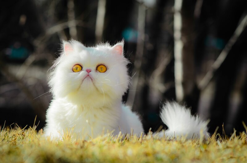 White Persian Cat — Calm, Afternoon