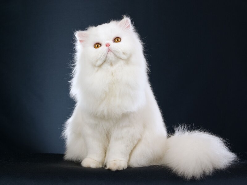 White Persian Cat — Calm, Photograph, Dark Background