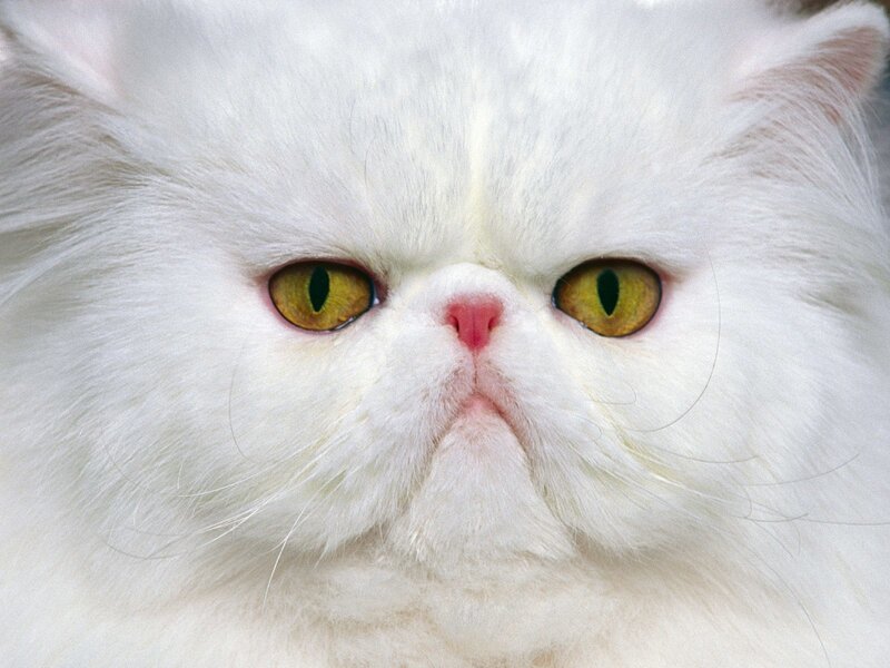 White Persian Cat — Calm, Photograph, Eyes, Nose, Fur