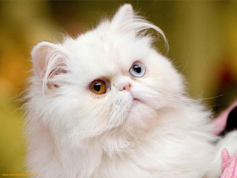 White Persian Cat — Calm, Photograph, Eyes