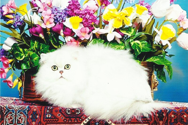 White Persian Cat — Calm, Photograph, Flowers