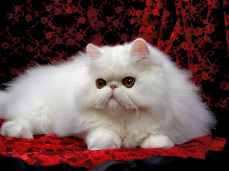 White Persian Cat — Calm, Photograph, Red Fabric