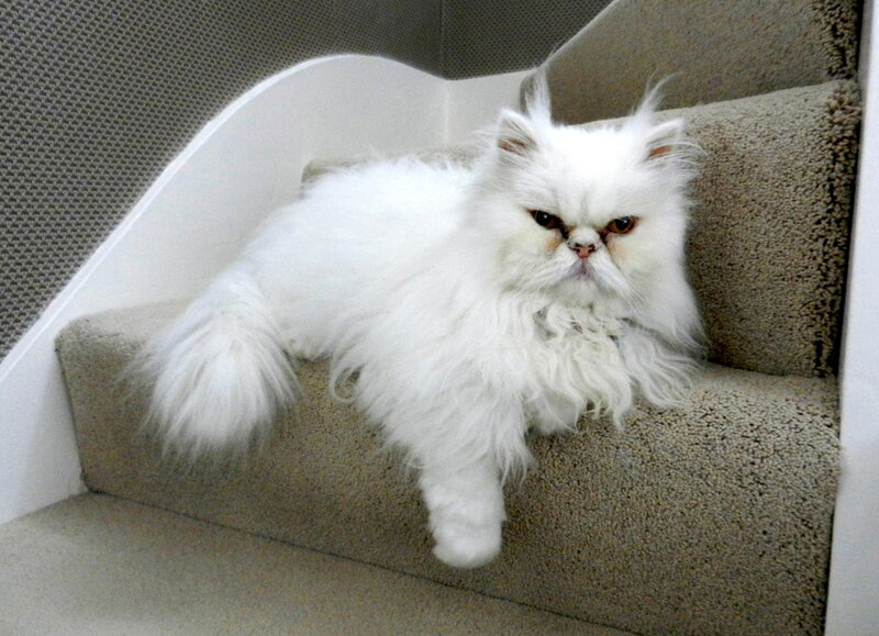 White Persian Cat — Calm, Photograph, Stairs