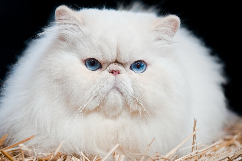 White Persian Cat — Calm, Photograph, Straw