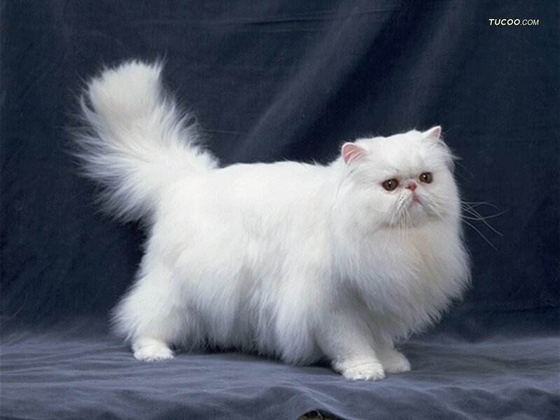 White Persian Cat — Calm, Photograph