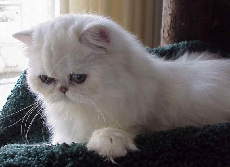 White Persian Cat — Calm