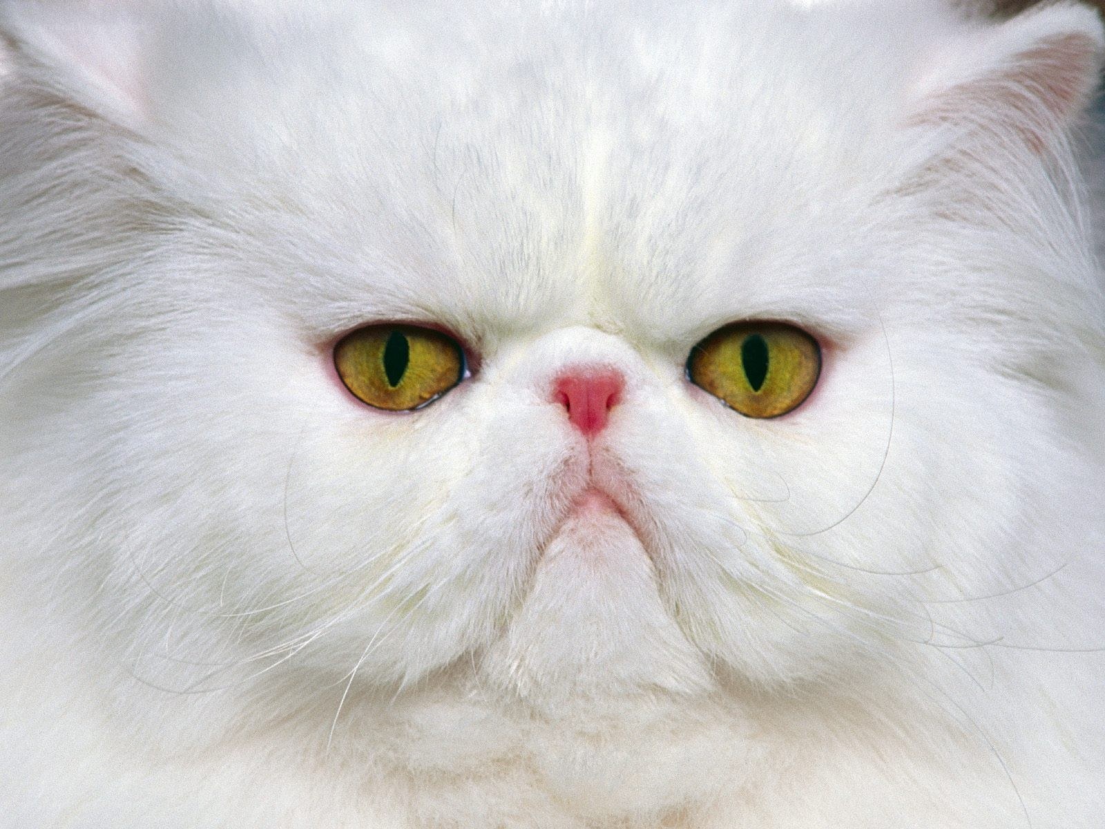 white persian cat close-up