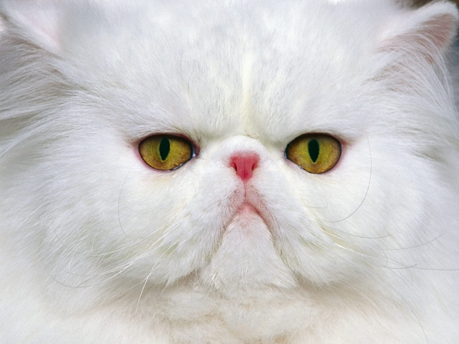 white persian cat close-up