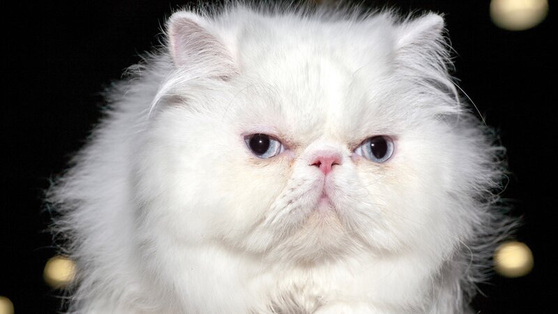 White Persian Cat — Dramatic, Photograph