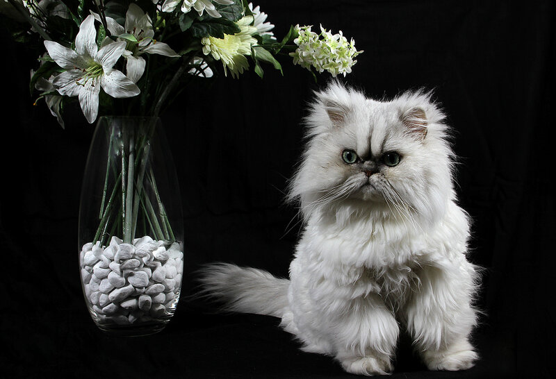 White Persian Cat — Dramatic