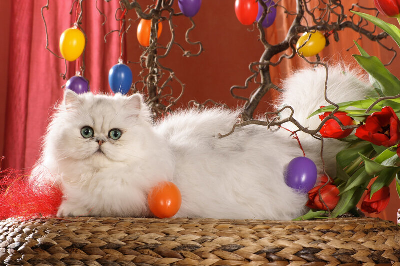 White Persian Cat — Festive