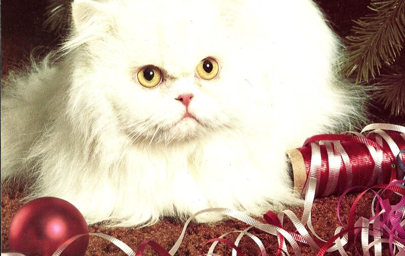 White Persian Cat — Festive, Winter