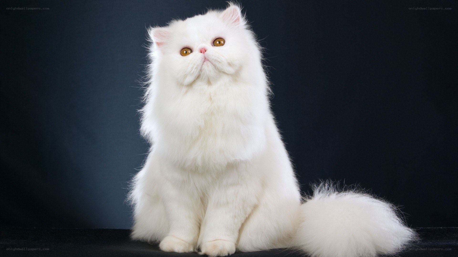 white persian cat portrait