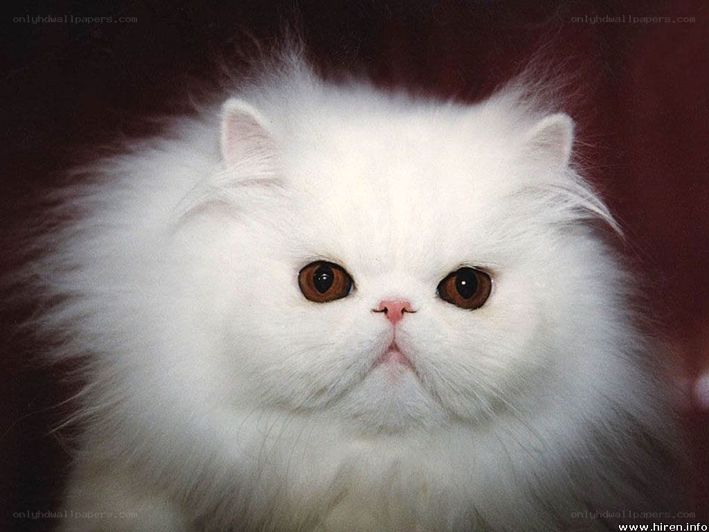 white persian cat portrait