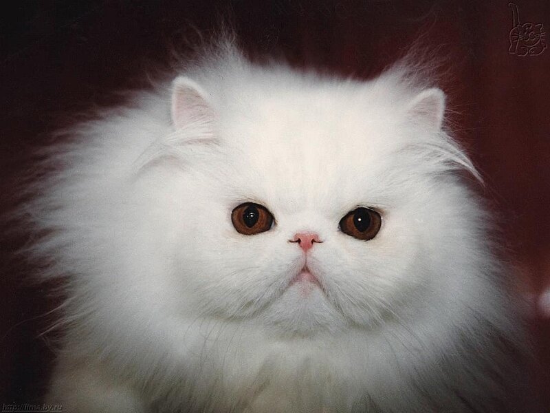 white persian cat portrait