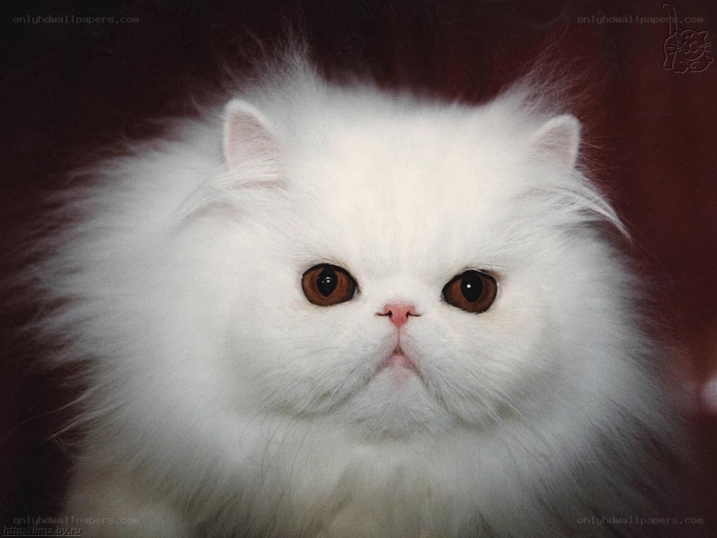 white persian cat portrait