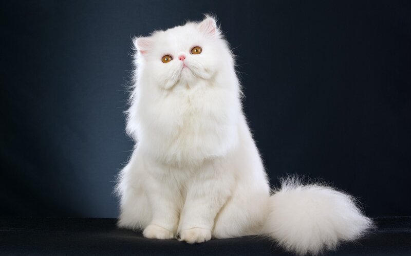 white persian cat portrait