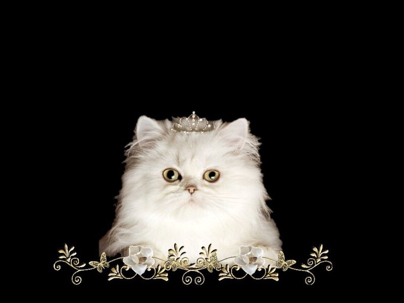White Persian Cat — Regal