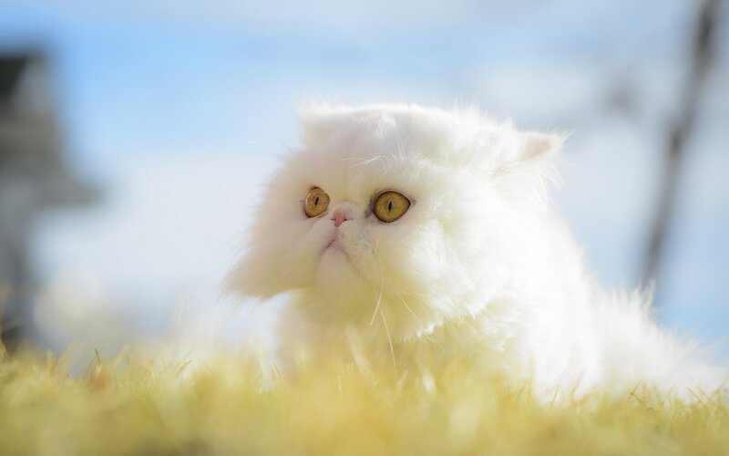 White Persian Cat — Serene, Afternoon