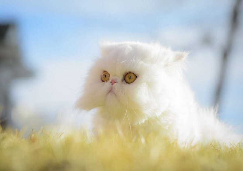 White Persian Cat — Serene